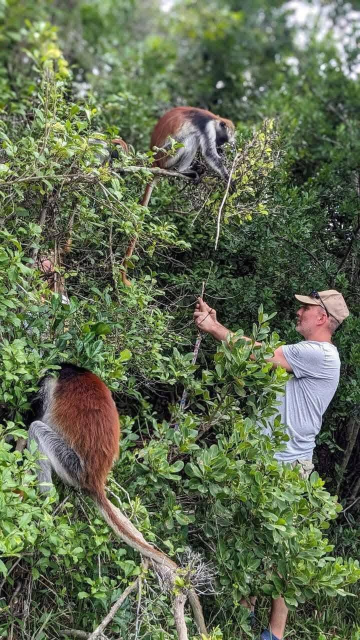 Red colobus monkey